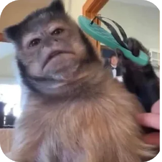 Sticker Больше стикеров 👉🏻 @stickertg4 - 5