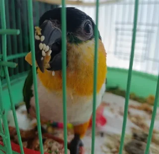 Sticker птичьи дичи @ptichidichi - 11