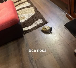 Sticker Люблю Лизу Катю и Меф @Analpodmeow😳 - 6