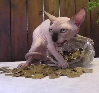 Sticker мЭмы - 10