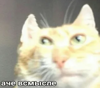 Sticker мЭмы - 5