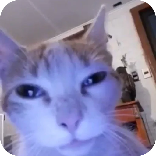 Стикер mendarin_by_TgEmodziBot - 1