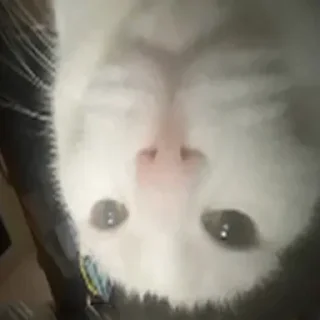 Sticker мендарин – @mykirxy @TgEmodziBot - 9