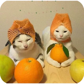 Sticker мендарин – @mykirxy @TgEmodziBot - 8