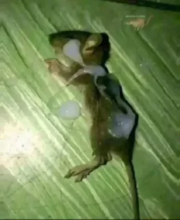 Стикер хуета миуры @TgEmodziBot - 11