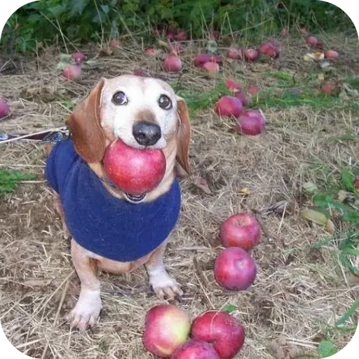 Sticker mocha3936 - 1