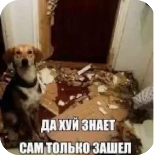 Sticker моча - 5