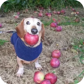 Sticker моча - 6