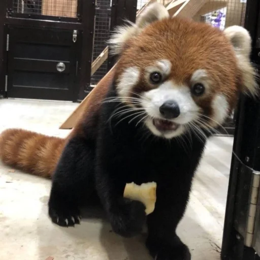 red panda @monst14 - 