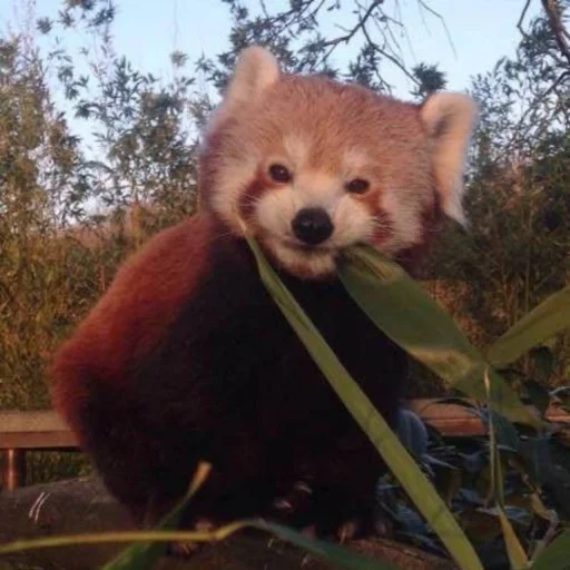 Sticker monstredpanda_by_TgEmodziBot - 1