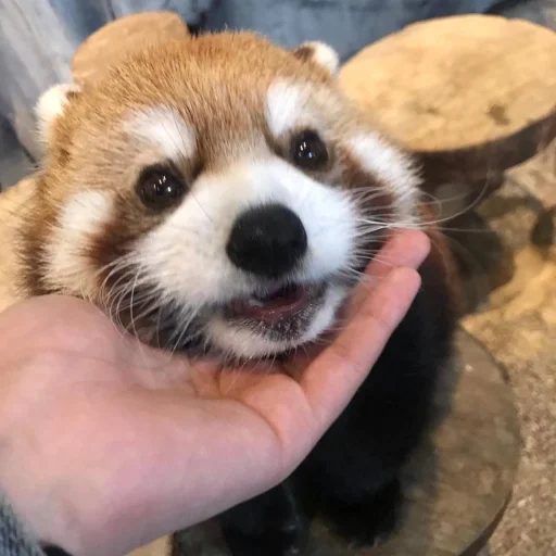 Стикер monstredpanda_by_TgEmodziBot - 1