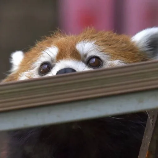 Стикер monstredpanda_by_TgEmodziBot - 1