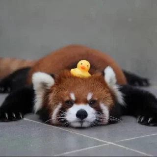 Стикер red panda @monst14 - 11