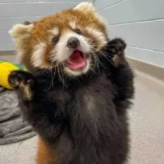 Стикер red panda @monst14 - 1