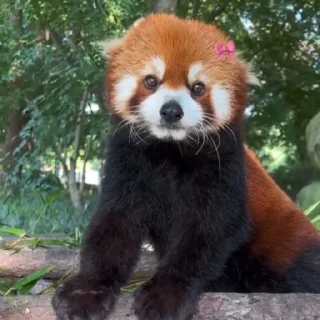 Стикер red panda @monst14 - 9