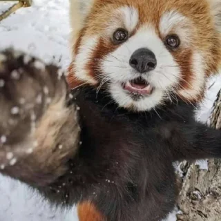 Стикер red panda @monst14 - 0