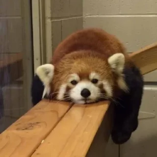 Стикер red panda @monst14 - 6