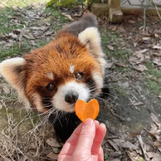 Стикер red panda @monst14 - 2