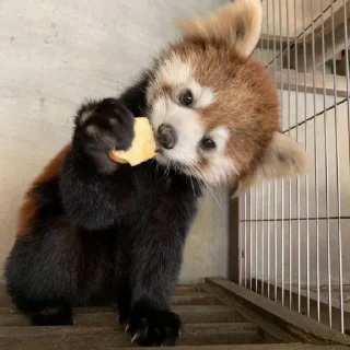 Стикер red panda @monst14 - 8