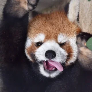 Стикер red panda @monst14 - 5