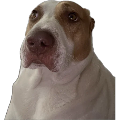 Моня @TgEmodziBot - 