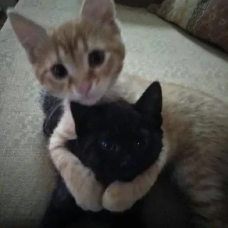 Sticker Молчишь=сосал - 11