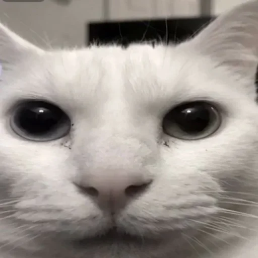 Стикер nclNzyx_by_achestickbot - 1