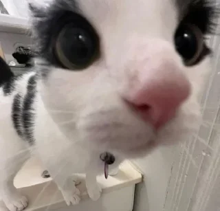 Sticker Гипер няшечка..<3 @MoiStikiBot - 4