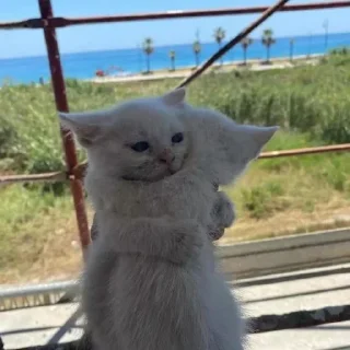 Sticker Гипер няшечка..<3 @MoiStikiBot - 10