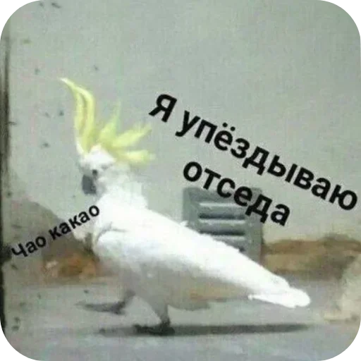 Стикер ola_ca2bb_by_MoiStikiBot - 1