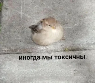 Стикер ола @MoiStikiBot - 5