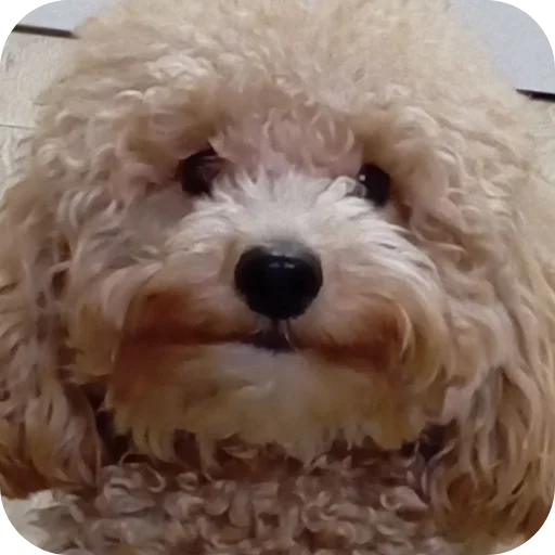 Sticker p9339888951103981458_by_prstickers_bot - 1