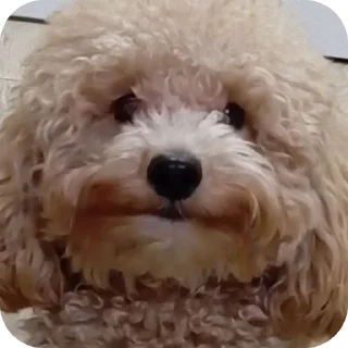 Стикер Бруно @prstickers - 10