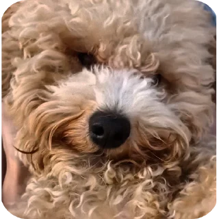 Стикер Бруно @prstickers - 2