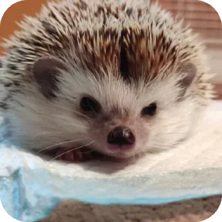 Стикер Больше стиков тут: @stikery4 - 1