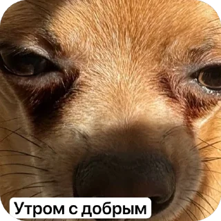 Sticker Разноспрягаемые человеки - 11