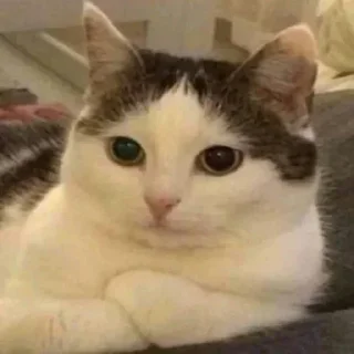 Sticker 🐈‍⬛🐈 @TgEmodziBot - 3