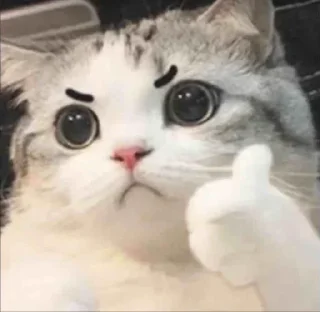 Sticker 🐈‍⬛🐈 @TgEmodziBot - 1