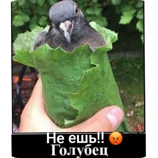 Sticker https://t.me/GnrMW7tgrhjMzli https://t.me/vova_q22 - 5