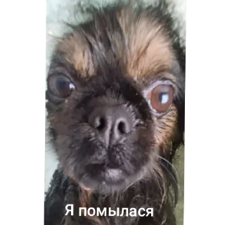 Sticker https://t.me/GnrMW7tgrhjMzli https://t.me/vova_q22 - 2