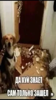 Стикер Наркоманки @TgEmodziBot - 4