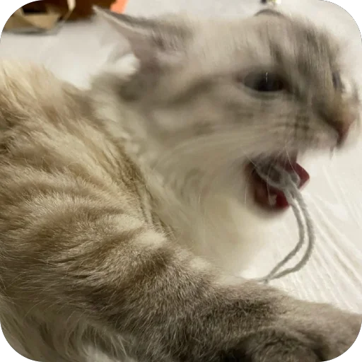 Стикер packa5b30d6e2b55_by_new_stickerbot - 1