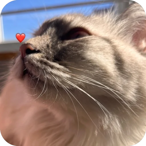 Стикер packa5b30d6e2b55_by_new_stickerbot - 1