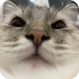 Стикер Эмодзи 👉 @sbornik_emoji - 8