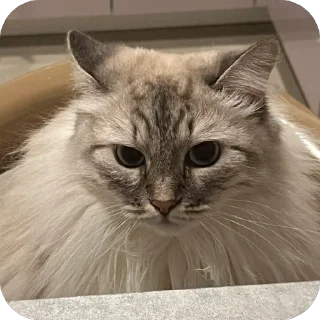 Стикер Эмодзи 👉 @sbornik_emoji - 4