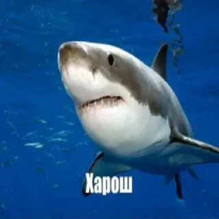 Sticker ПАН.                      создал @zadrotik_1 - 3