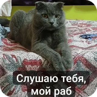 Стикер Optimistic Muskrat ➡️ @EmojiRuBot - 9