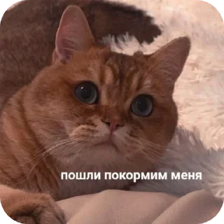 Стикер Optimistic Muskrat ➡️ @EmojiRuBot - 3