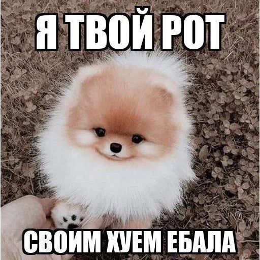 Стикер putinmydazvon - 1