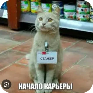 Стикер Больше стиков тут: @stikery4 - 11